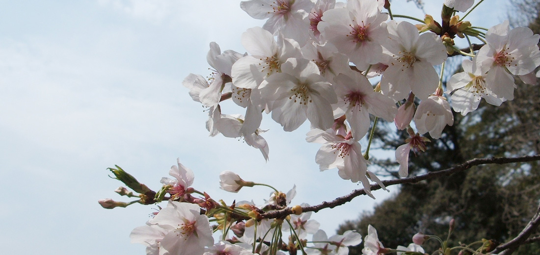 44z3.トップイメージ